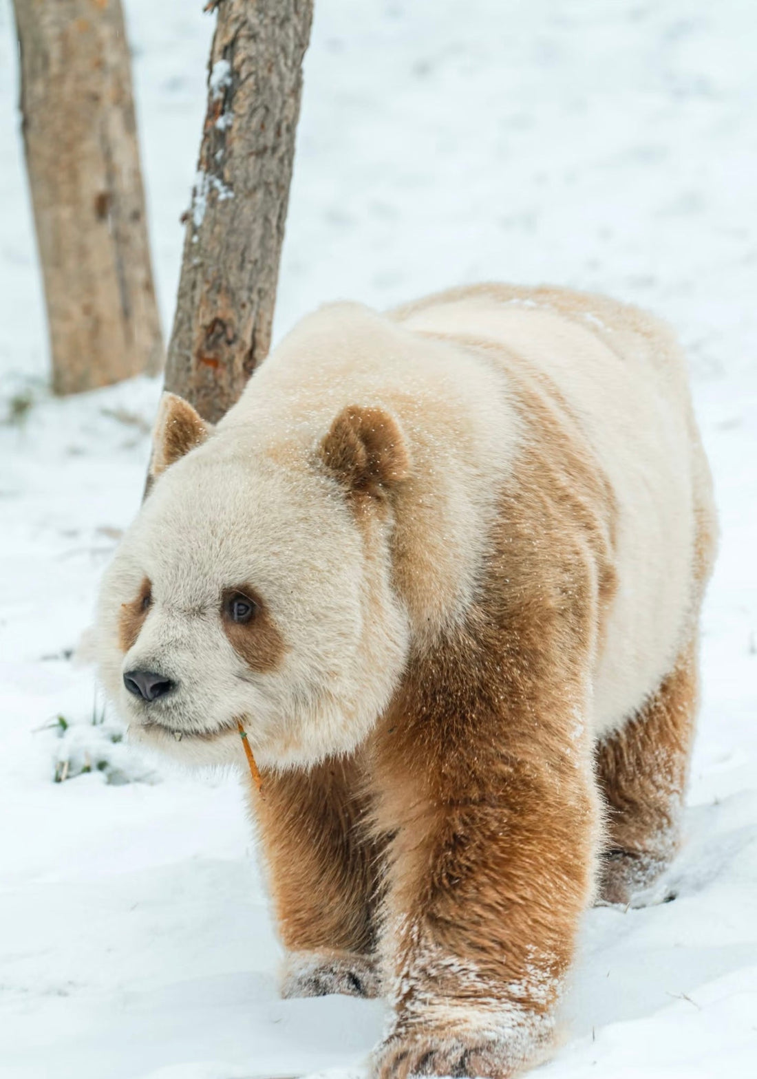 Are Brown Pandas Real? The Truth Behind the "Chocolate" Bear